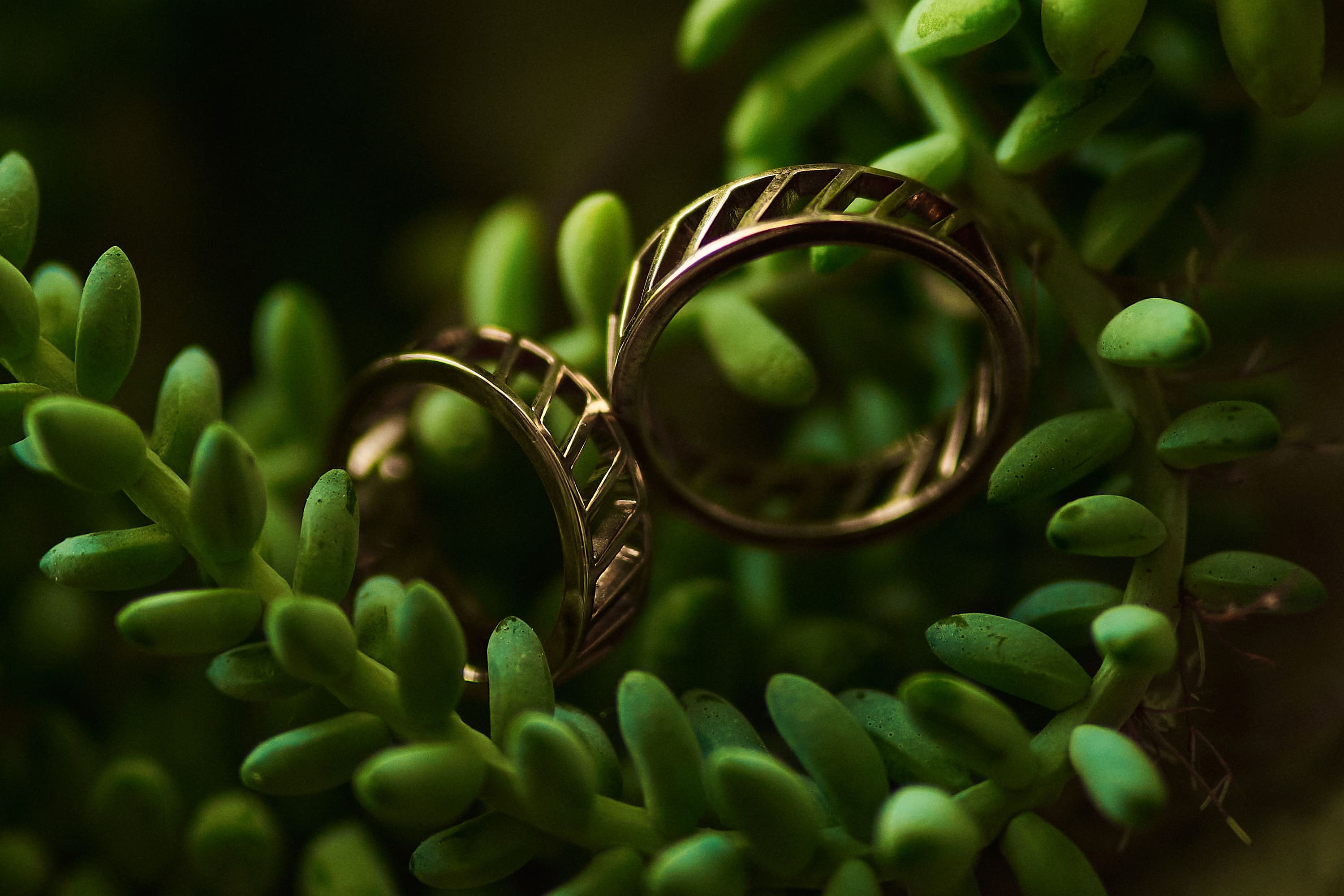 Macro shot of intricate gold wedding bands on a leafy background